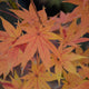 Close-up image of the leaves of Acer palmatum 'Hogyoku,' a Japanese Maple variety with a mix of green, red, orange, and gold colors.