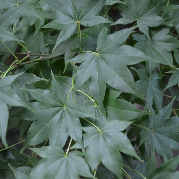 Close-up image of the leaves of Acer palmatum 'Hogyoku,' a Japanese Maple variety with a mix of green, red, orange, and gold colors.